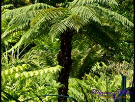 SC Abby Garden 02 SC Abby Garden 02