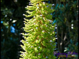 SC Abby Garden 05 SC Abby Garden 05