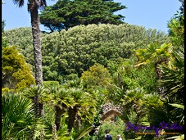 SC Abby Garden 06 SC Abby Garden 06