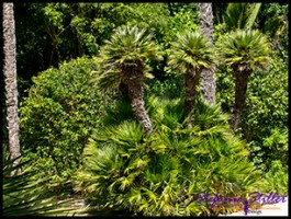 SC Abby Garden 09 SC Abby Garden 09