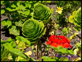 SC Abby Garden 12 SC Abby Garden 12