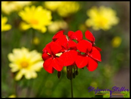 SC Abby Garden 13 SC Abby Garden 13