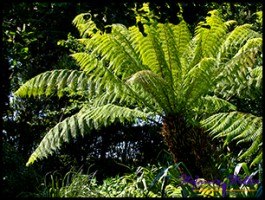 SC Abby Garden 17 SC Abby Garden 17