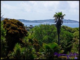 SC Abby Garden 18 SC Abby Garden 18