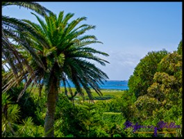 SC Abby Garden 20 SC Abby Garden 20