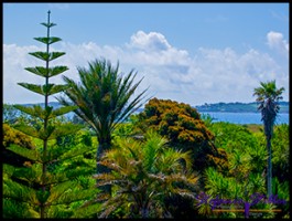 SC Abby Garden 21 SC Abby Garden 21