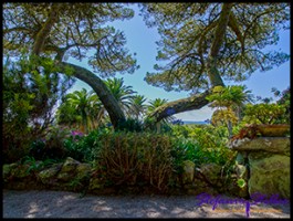 SC Abby Garden 22 SC Abby Garden 22