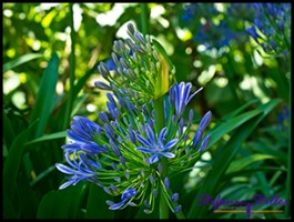 SC Abby Garden 26 SC Abby Garden 26