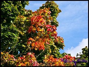 Herbstliche F  rbung Herbstliche F  rbung