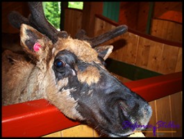 528 Rentier 528 Rentier