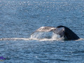 220808 humpback
