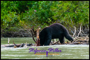 220815 bear 220815 bear