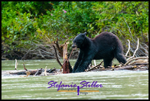 220815 bear 220815 bear