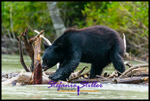 220815 bear 220815 bear