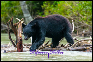 220815 bear 220815 bear