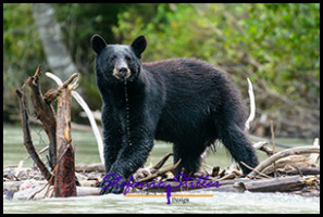 220815 bear 220815 bear