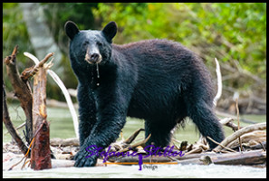 220815 bear 220815 bear