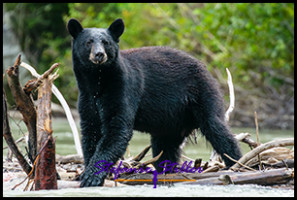 220815 bear 220815 bear