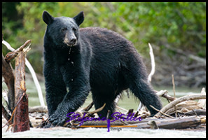 220815 bear 220815 bear