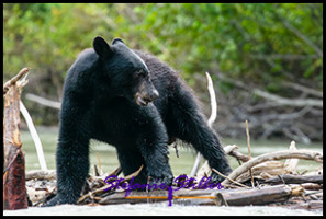 220815 bear 220815 bear