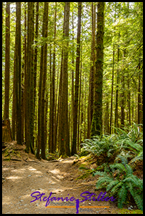 220809 rainforest 220809 rainforest