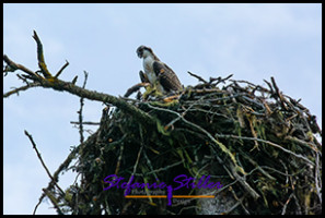 220815 osprey 220815 osprey