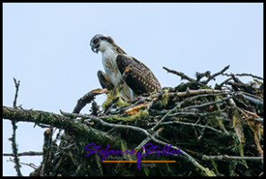 220815 osprey 220815 osprey