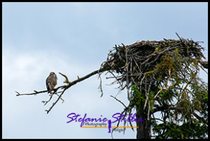 220815 osprey 220815 osprey