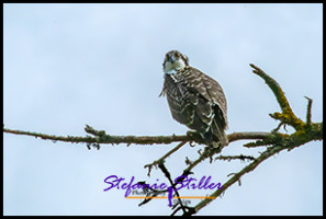 220815 osprey 220815 osprey