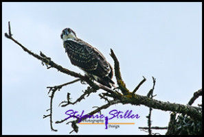 220815 osprey 220815 osprey