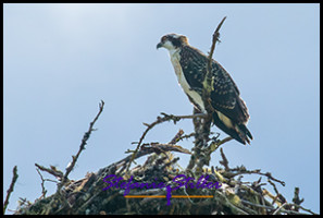 220815 osprey 220815 osprey