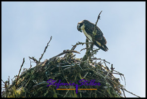 220815 osprey 220815 osprey