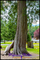 220810 shannonfalls pp 220810 shannonfalls pp