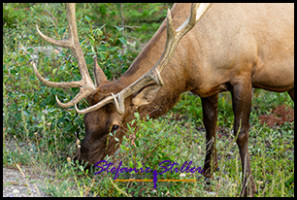 220816 elkbull 220816 elkbull