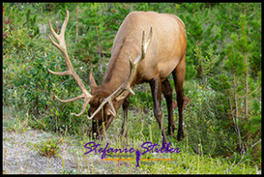 220816 elkbull 220816 elkbull