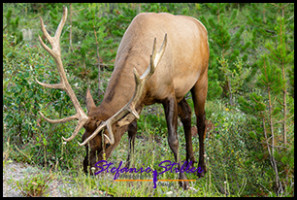 220816 elkbull 220816 elkbull