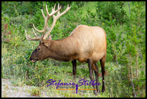 220816 elkbull 220816 elkbull