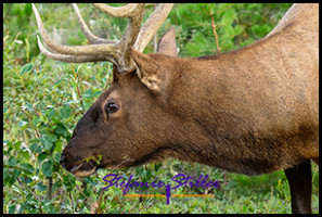 220816 elkbull 220816 elkbull