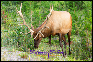 220816 elkbull 220816 elkbull