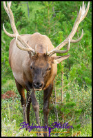 220816 elkbull 220816 elkbull