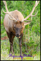 220816 elkbull 220816 elkbull