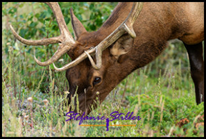 220816 elkbull 220816 elkbull