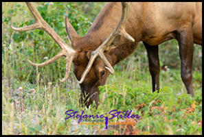 220816 elkbull 220816 elkbull