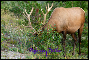 220816 elkbull 220816 elkbull