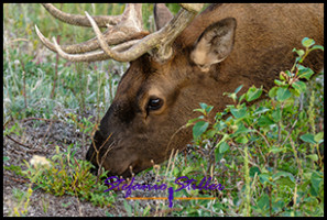 220816 elkbull 220816 elkbull