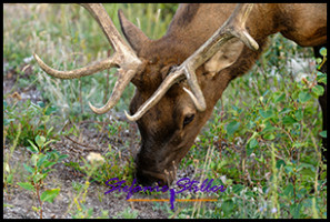 220816 elkbull 220816 elkbull