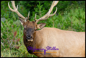 220816 elkbull 220816 elkbull