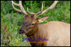 220816 elkbull 220816 elkbull