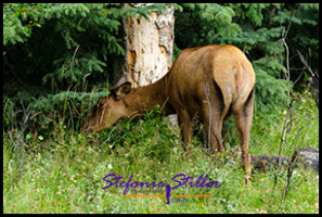 220816 elks 220816 elks