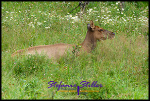 220816 elks 220816 elks